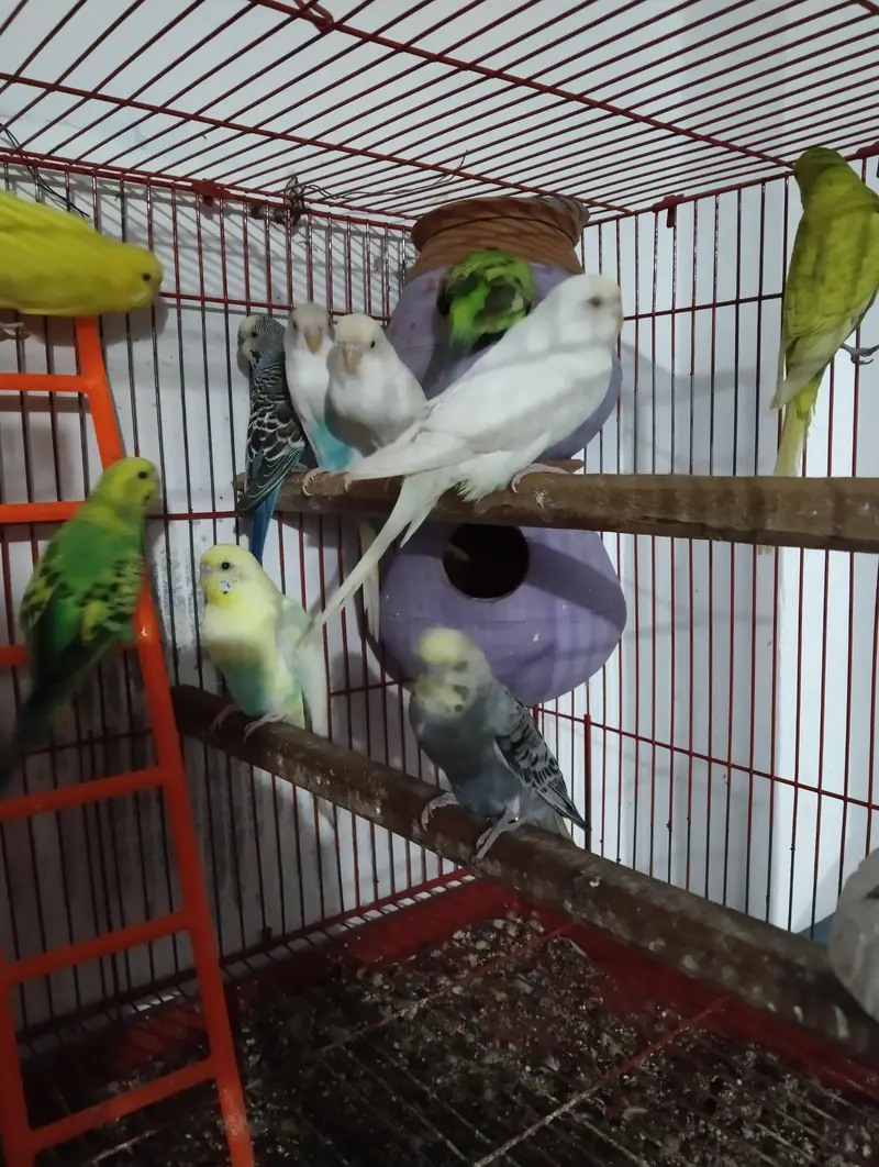 Australian parrot with cage — photo 3