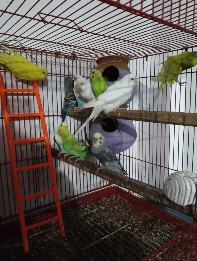 Australian parrot with cage — photo 4