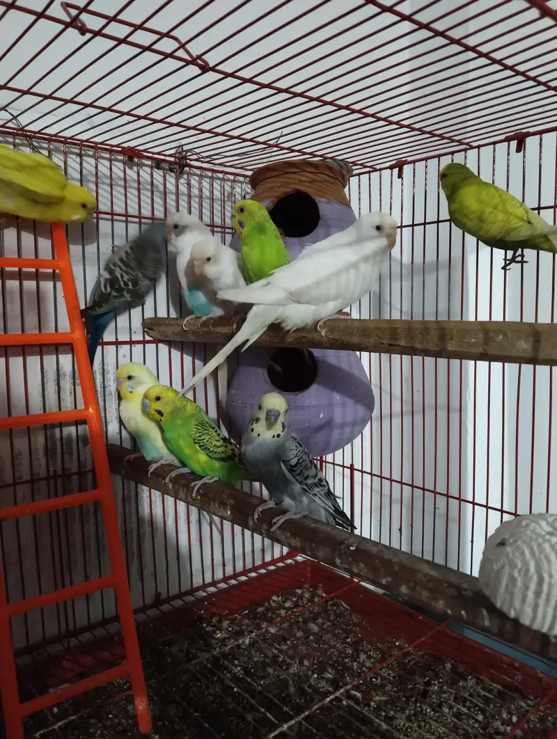 Australian parrot with cage — photo 5