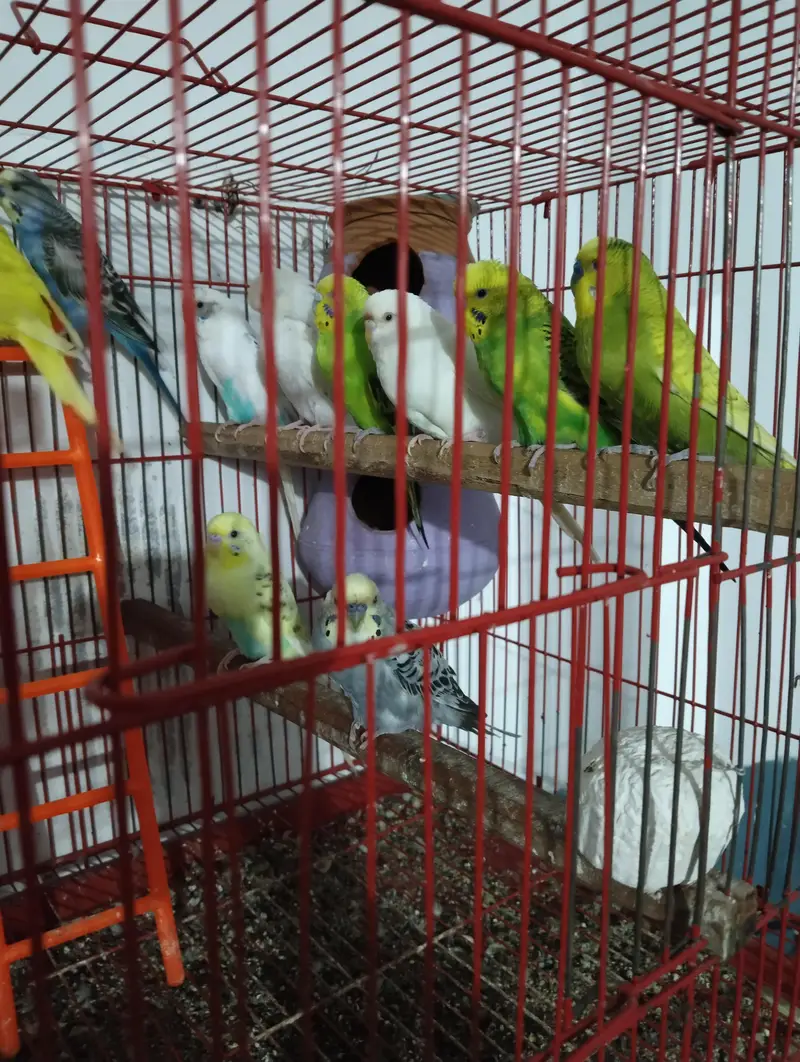 Australian parrot with cage — photo 6
