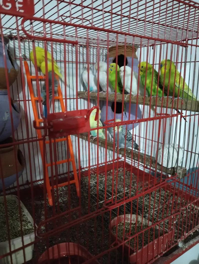 Australian parrot with cage — photo 7