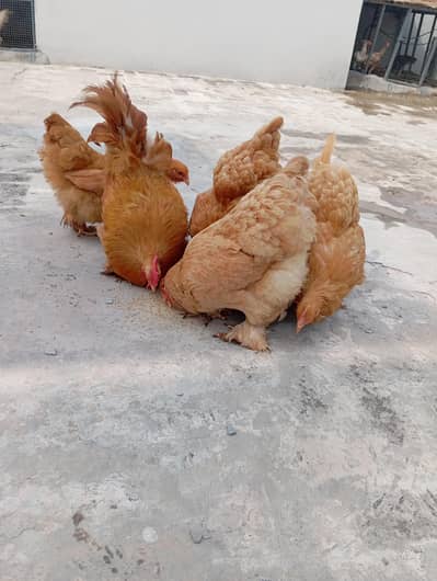 Golden Buff Heavy Cochin