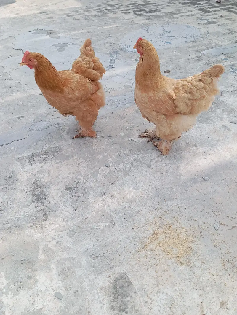 Golden Buff Heavy Cochin — photo 2