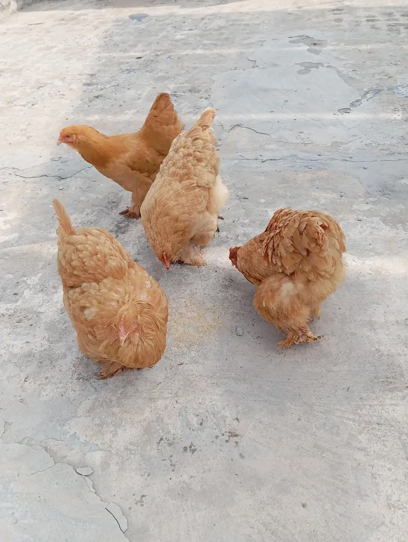 Golden Buff Heavy Cochin — photo 3