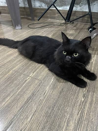 black male Persian cat. . look like black panther
