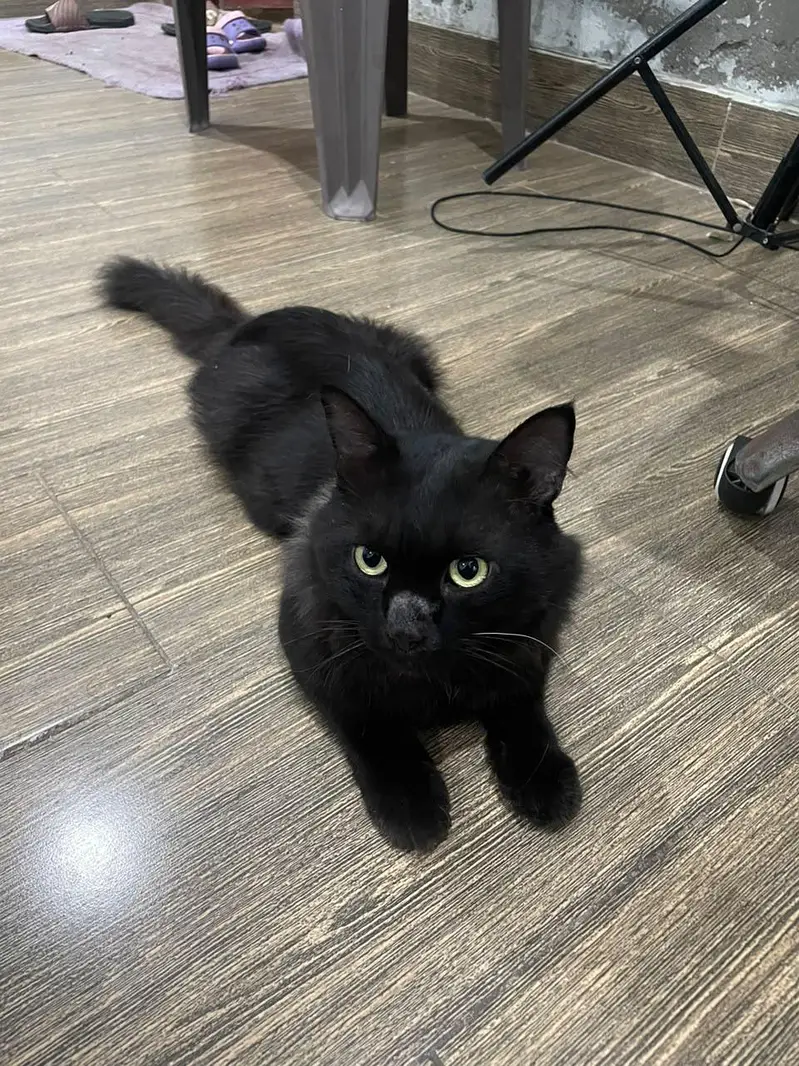 black male Persian cat. . look like black panther — photo 2