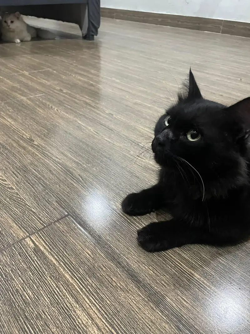 black male Persian cat. . look like black panther — photo 3