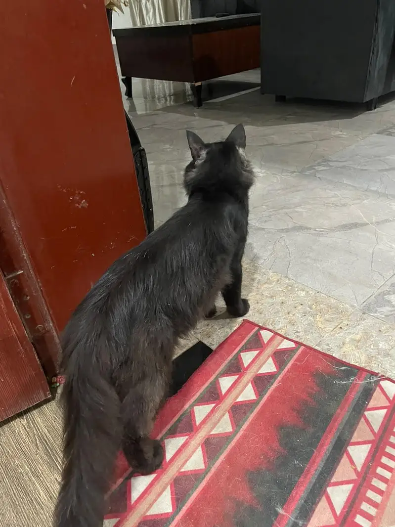 black male Persian cat. . look like black panther — photo 4