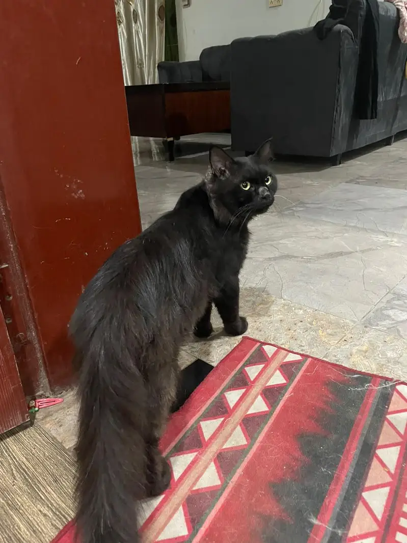 black male Persian cat. . look like black panther — photo 5