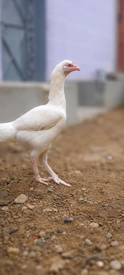 VIP Asli Murghiyon Ka Jora For Sale