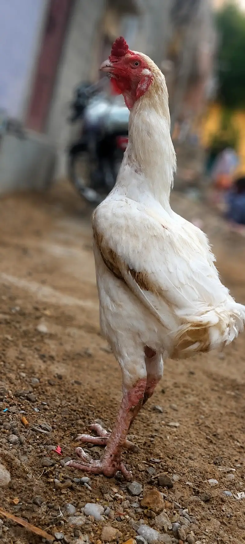 VIP Asli Murghiyon Ka Jora For Sale — photo 3