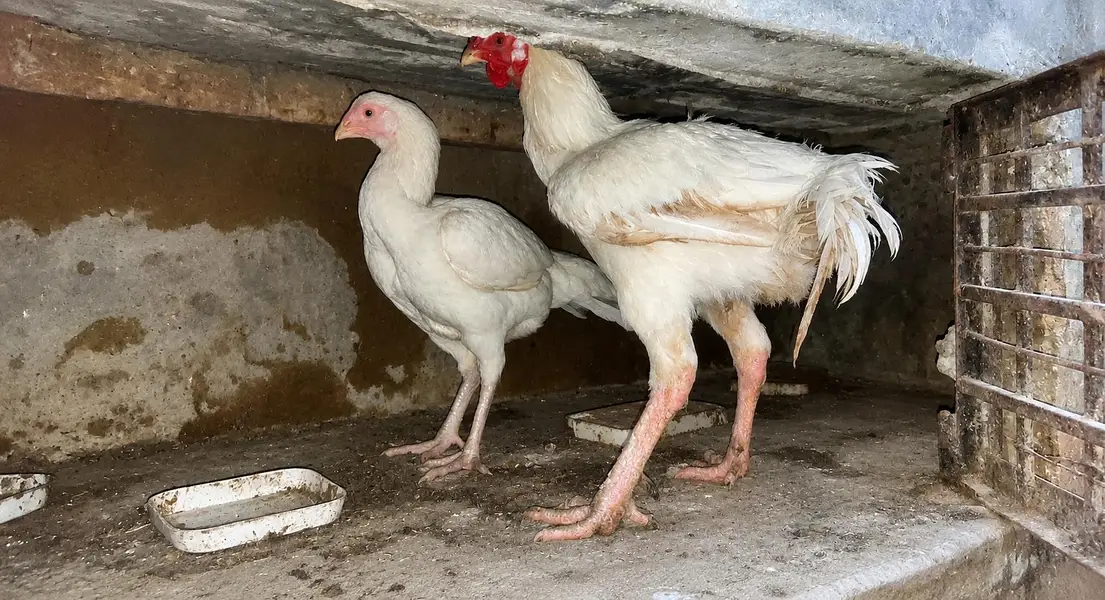VIP Asli Murghiyon Ka Jora For Sale — photo 4