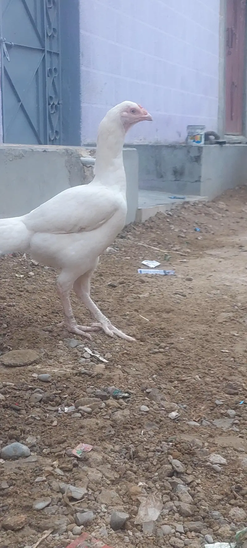 VIP Asli Murghiyon Ka Jora For Sale — photo 6
