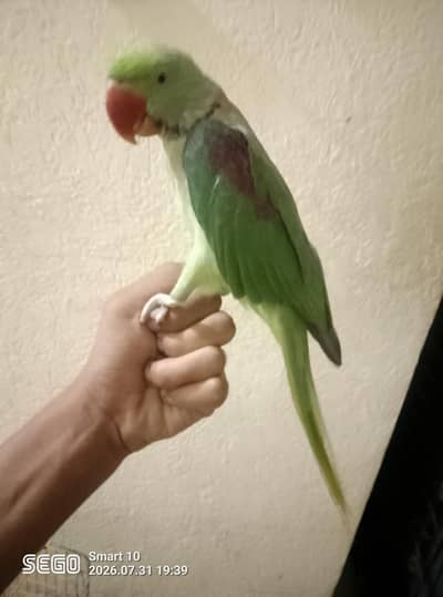 raw parrot for sale