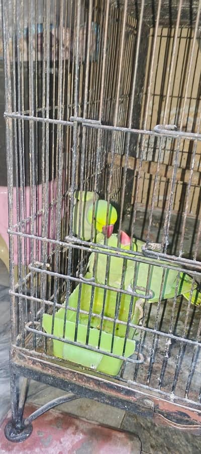 full breeder pair final 9999 03267651269