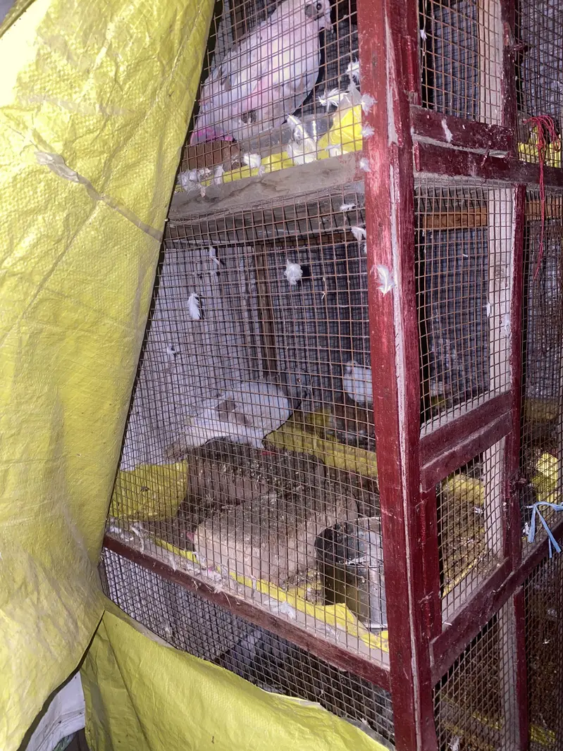 Hen and pegion  cage — photo 2