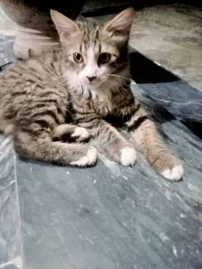 Kittens for adoption