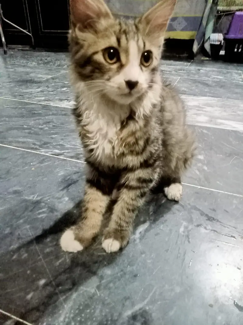 Kittens for adoption — photo 4