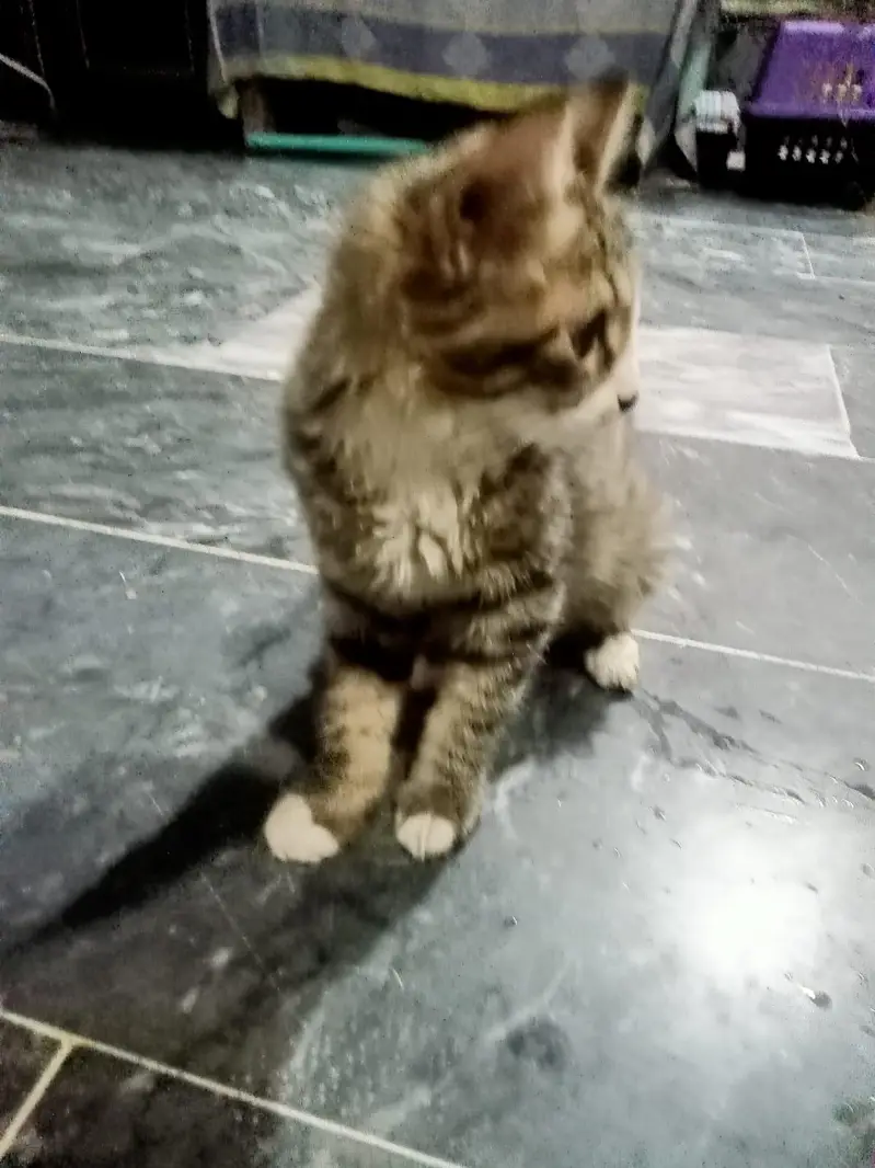 Kittens for adoption — photo 5