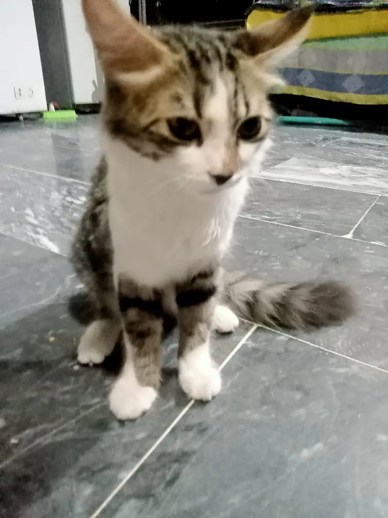 Kittens for adoption — photo 6