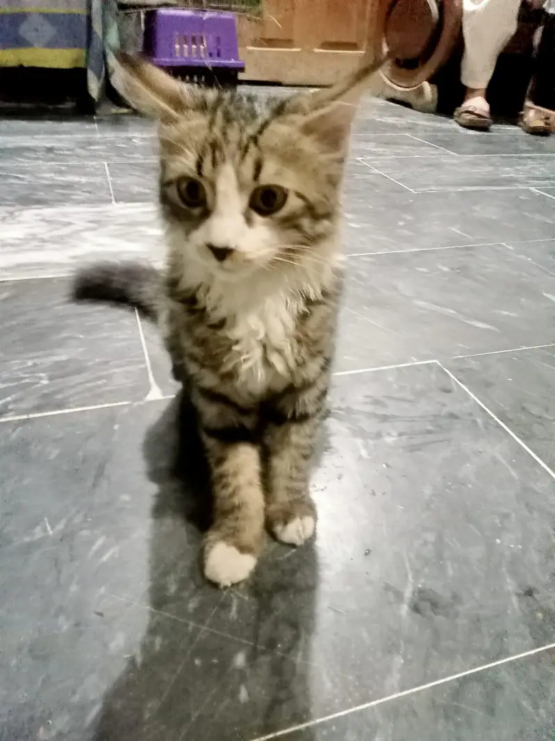 Kittens for adoption — photo 7