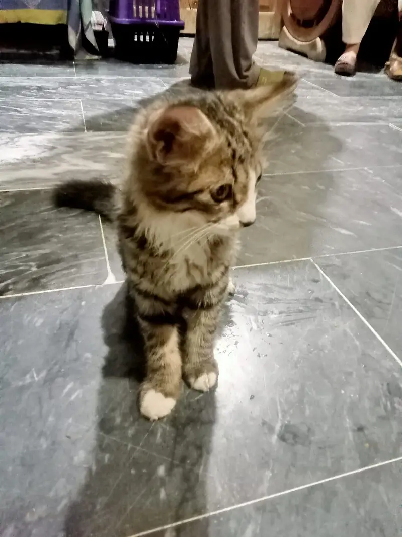 Kittens for adoption — photo 8