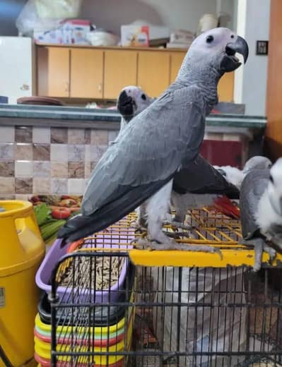 African gray parrot cheeks for sale 0370/7908/904