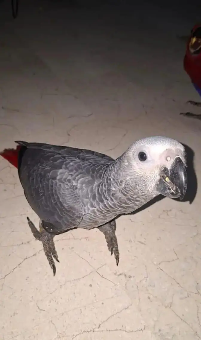 African gray parrot cheeks for sale 0370/7908/904 — photo 2