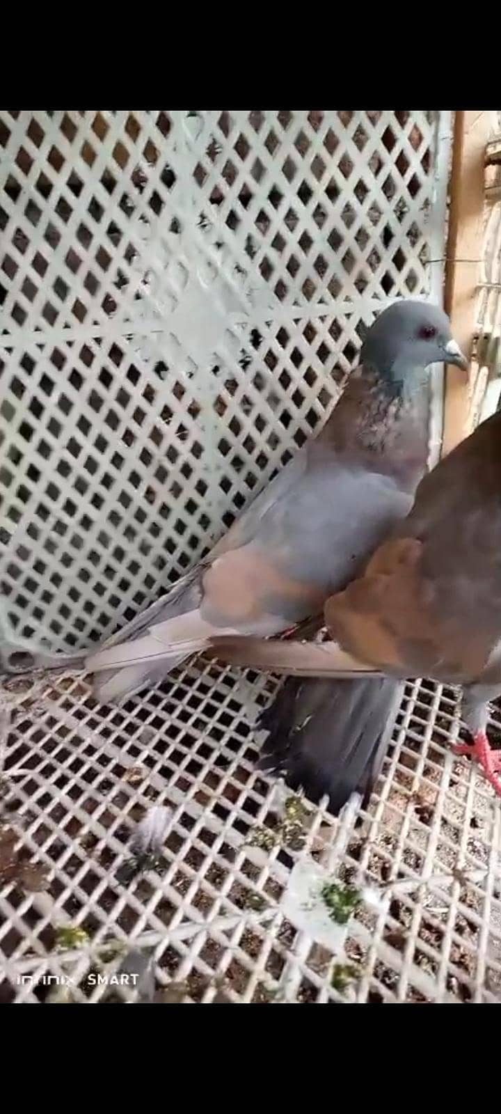کالا گنڈے دارجوڑا 1