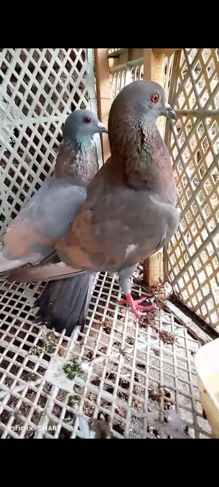 کالا گنڈے دارجوڑا 2