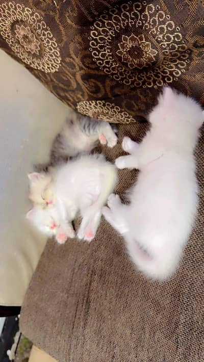 Persian Cat Kids 03200449855 whatsapp