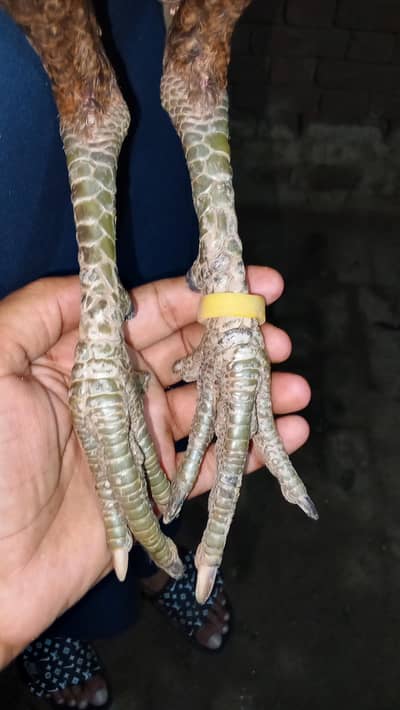 dragon aseel patha