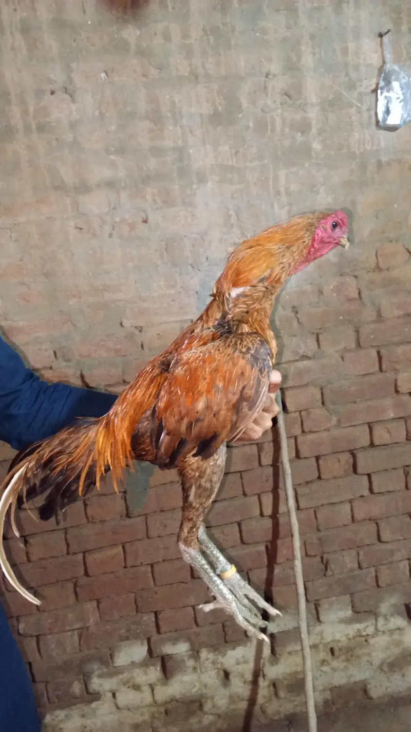 dragon aseel patha — photo 3
