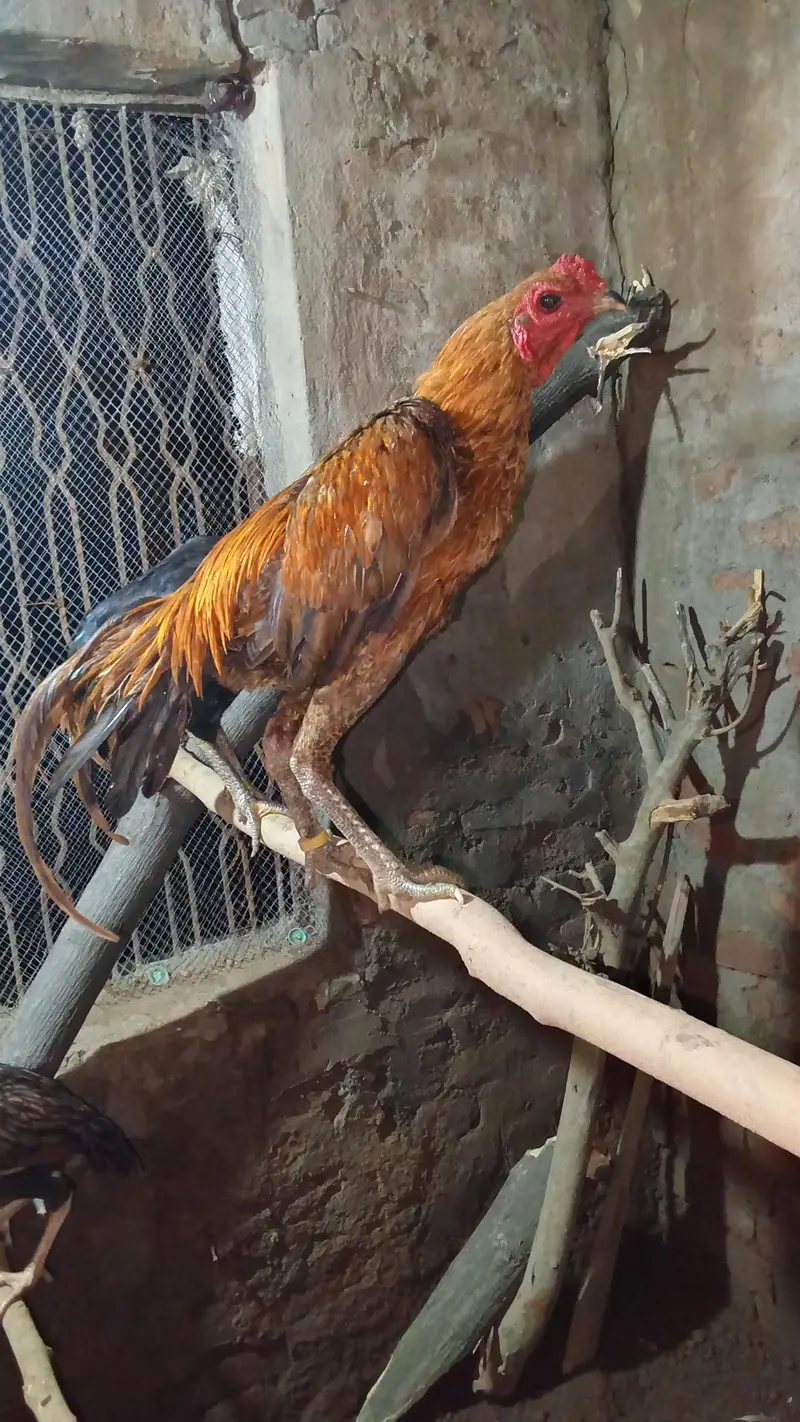 dragon aseel patha — photo 4