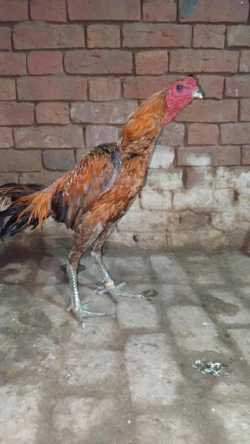 dragon aseel patha — photo 5