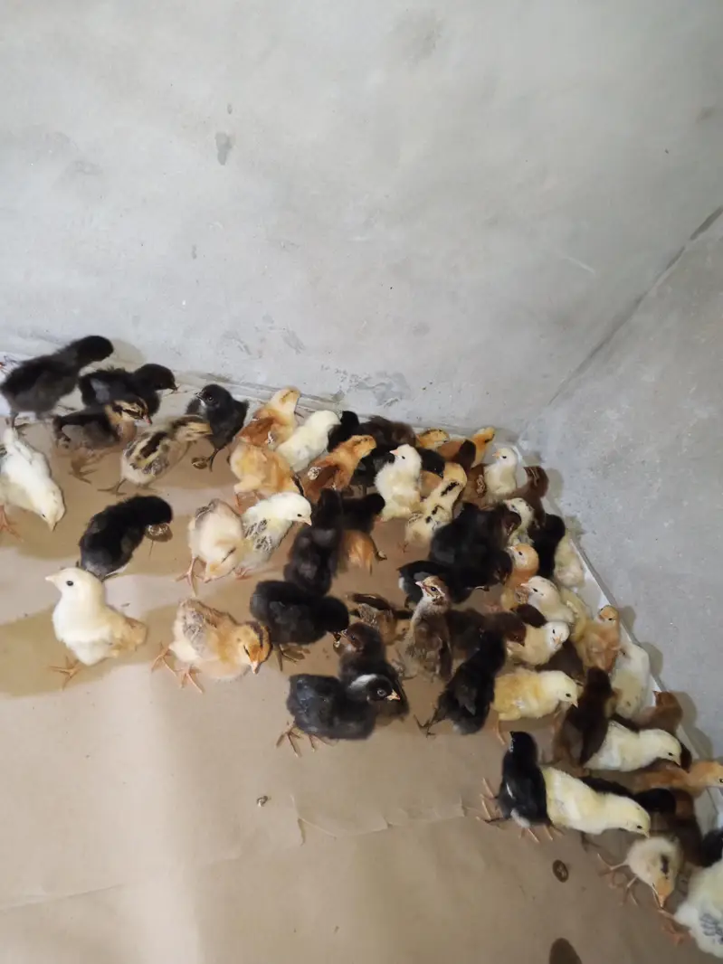 Desi Golden misri chicks for sale — photo 2