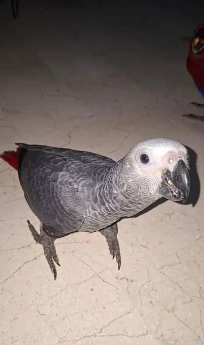 African grey parrot cheeks for sale 0326/5946/493