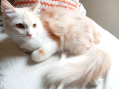 Premium Double-Coated Persian Cat