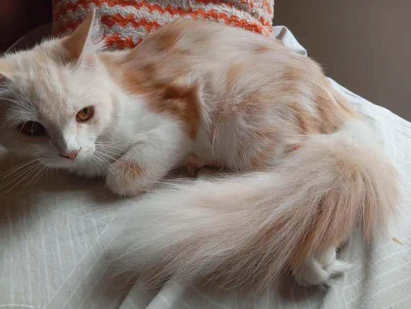 Premium Double-Coated Persian Cat — photo 2
