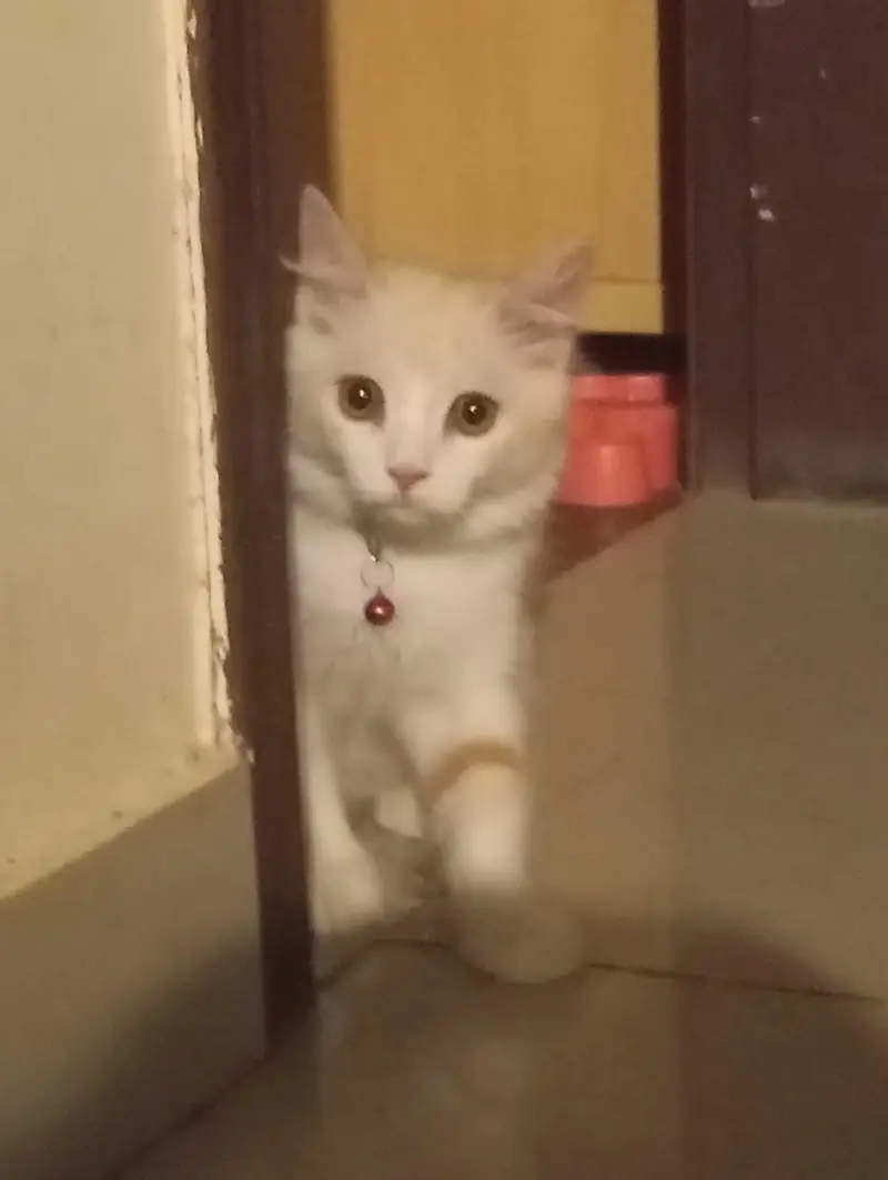 Premium Double-Coated Persian Cat — photo 3