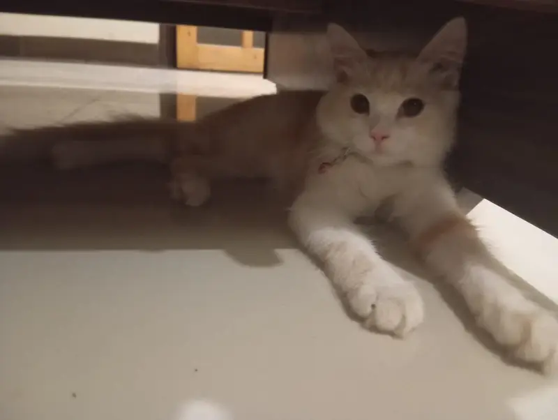 Premium Double-Coated Persian Cat — photo 4