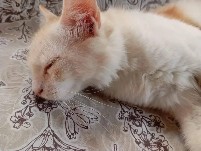 Premium Double-Coated Persian Cat — photo 5