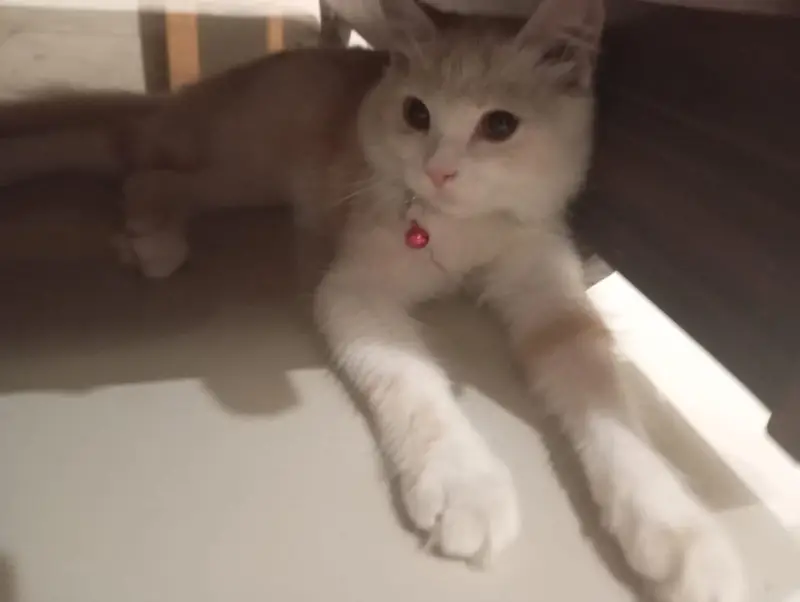 Premium Double-Coated Persian Cat — photo 6
