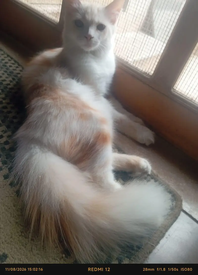 Premium Double-Coated Persian Cat — photo 7