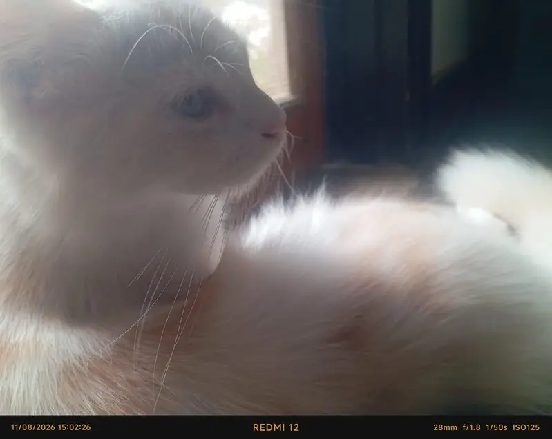 Premium Double-Coated Persian Cat — photo 8