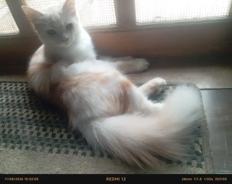 Premium Double-Coated Persian Cat — photo 9