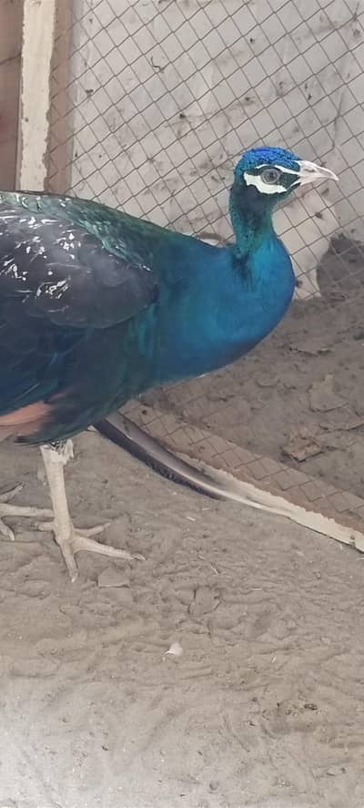 Blue Shoulders Peacock