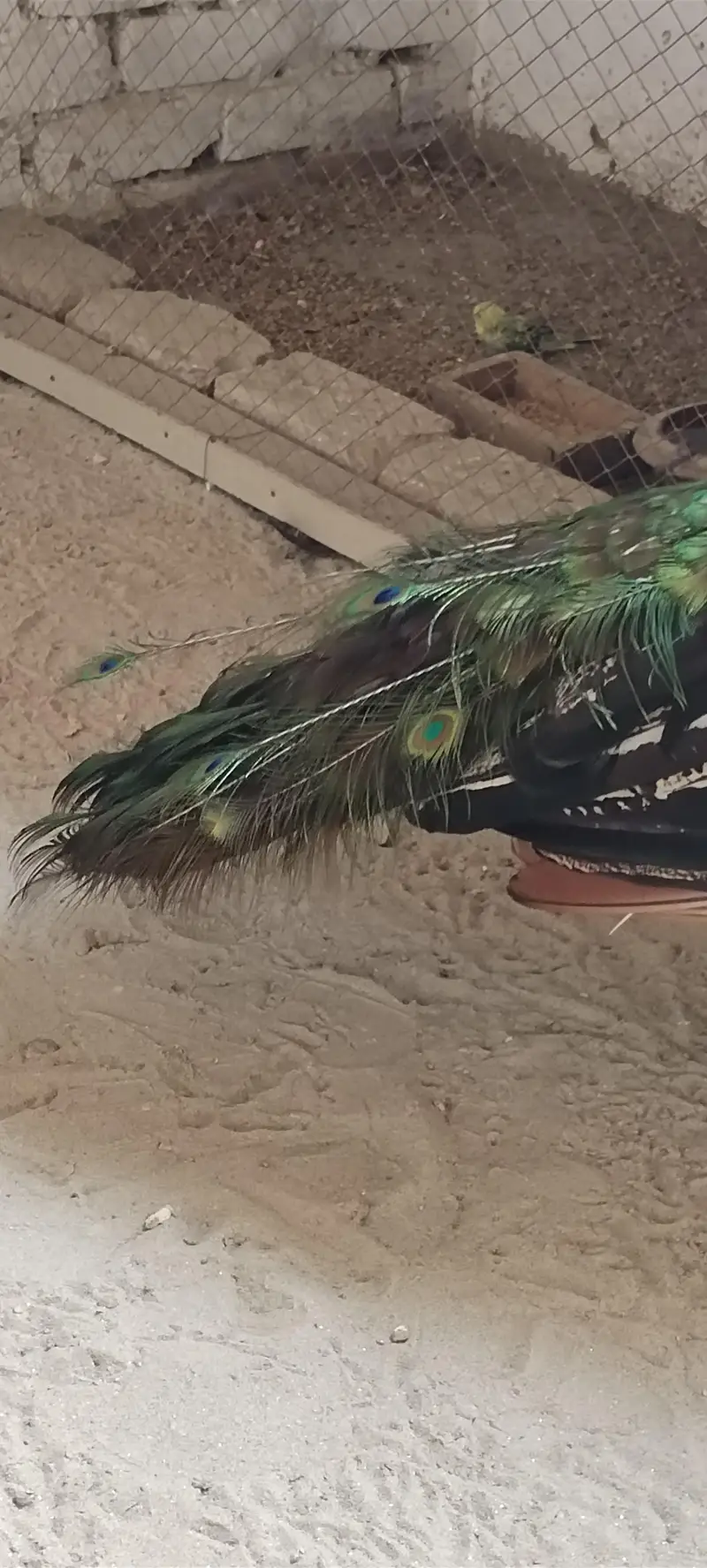 Blue Shoulders Peacock — photo 2