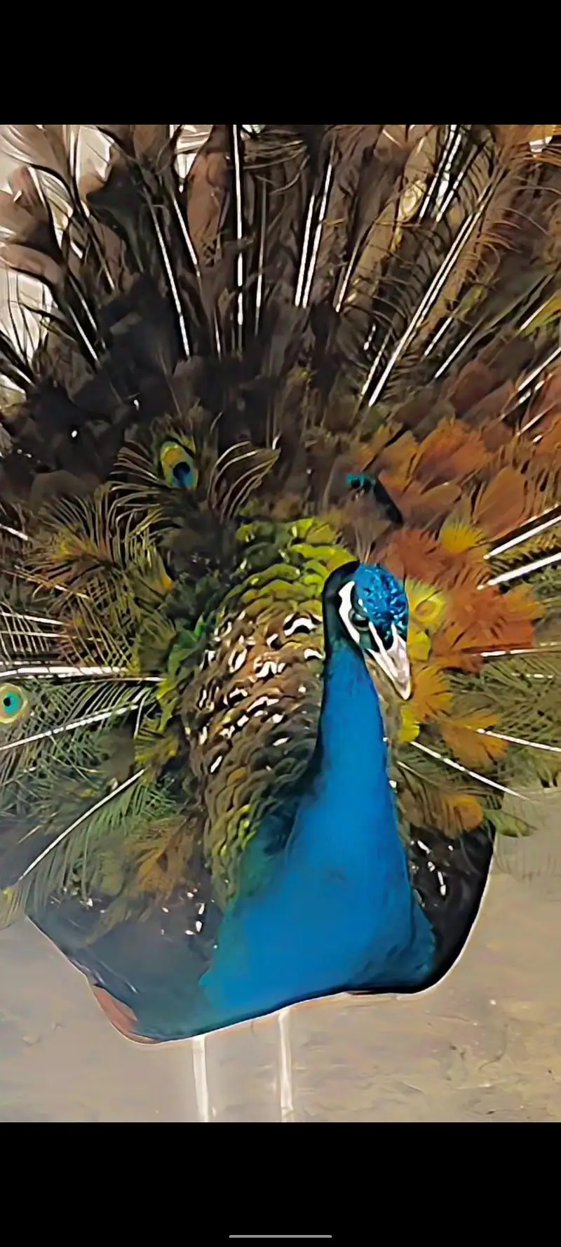 Blue Shoulders Peacock — photo 3