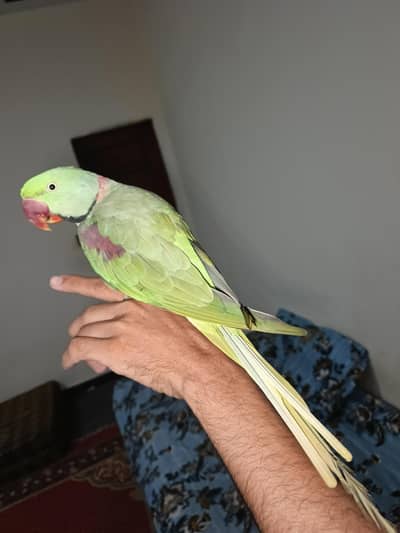 Raw parrot
